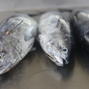 Close-up shot of three fresh mackerels on a metal surface, ideal for culinary concepts.