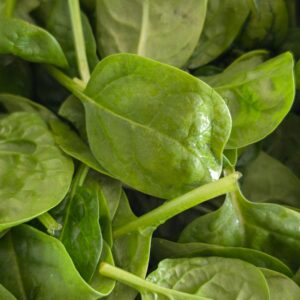 Vibrant green spinach leaves, symbolizing healthy eating and nutrition.