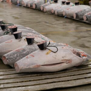 Frozen tuna lined up at Tokyo's iconic Tsukiji Fish Market showcasing Japan's seafood commerce.