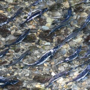 Aerial view of salmon spawning in a clear stream in Sitka, Alaska - vibrant nature scene.