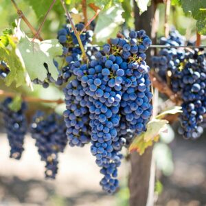 Close-up of fresh purple grapes in a sunlit vineyard, perfect for wine-making.